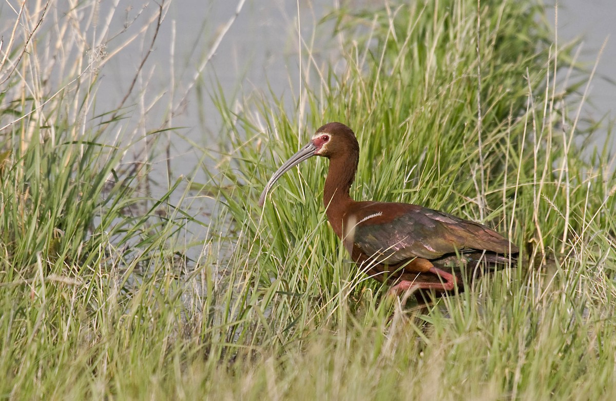 White-faced Ibis - ML627672701