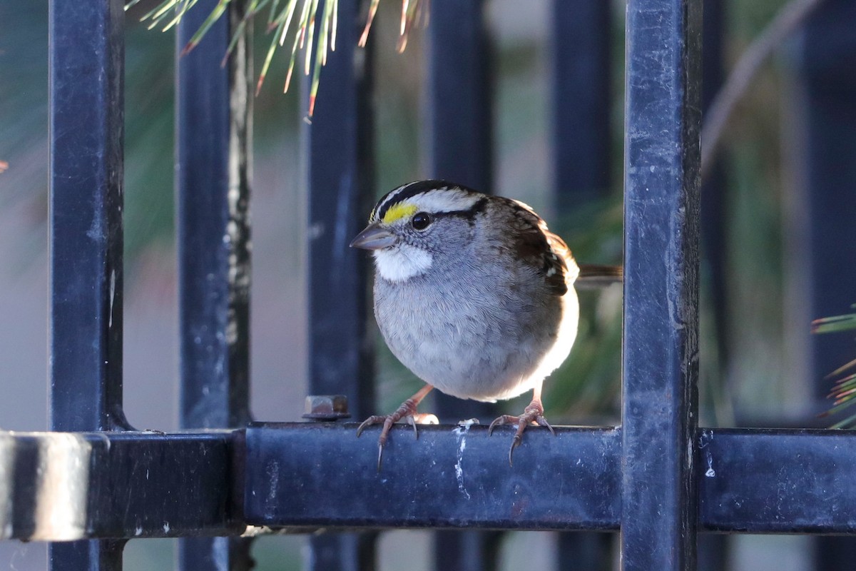 White-throated Sparrow - ML627672702