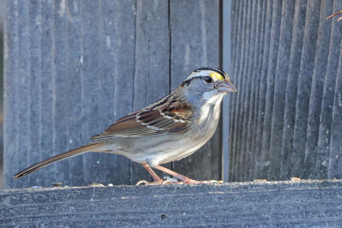 White-throated Sparrow - ML627672703