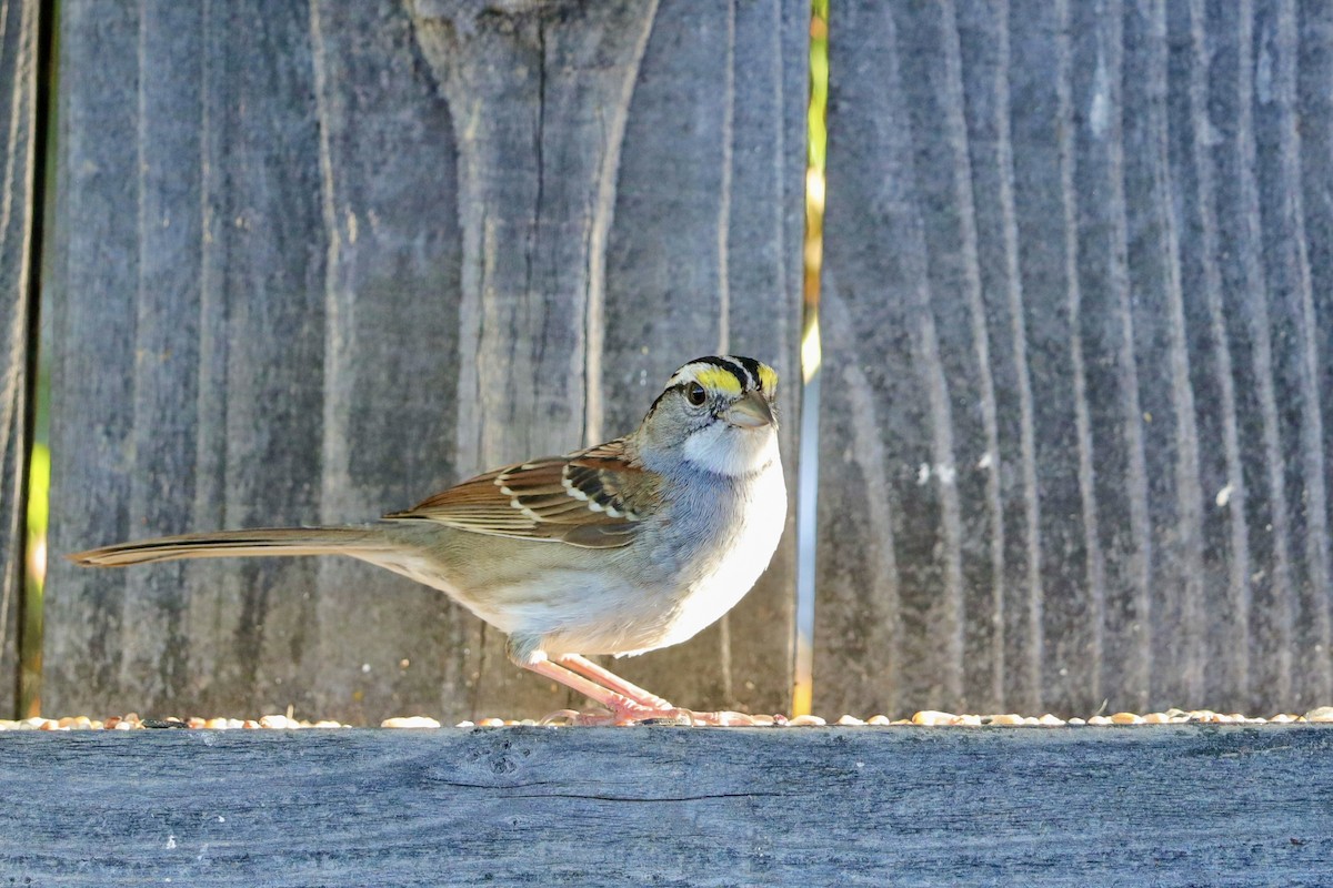 White-throated Sparrow - ML627672704