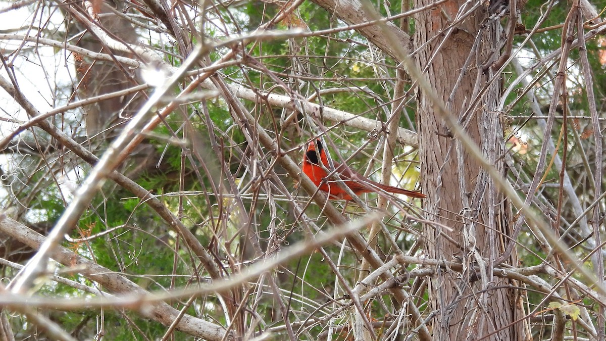 Northern Cardinal - ML627672719