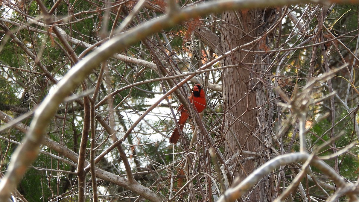 Northern Cardinal - ML627672720