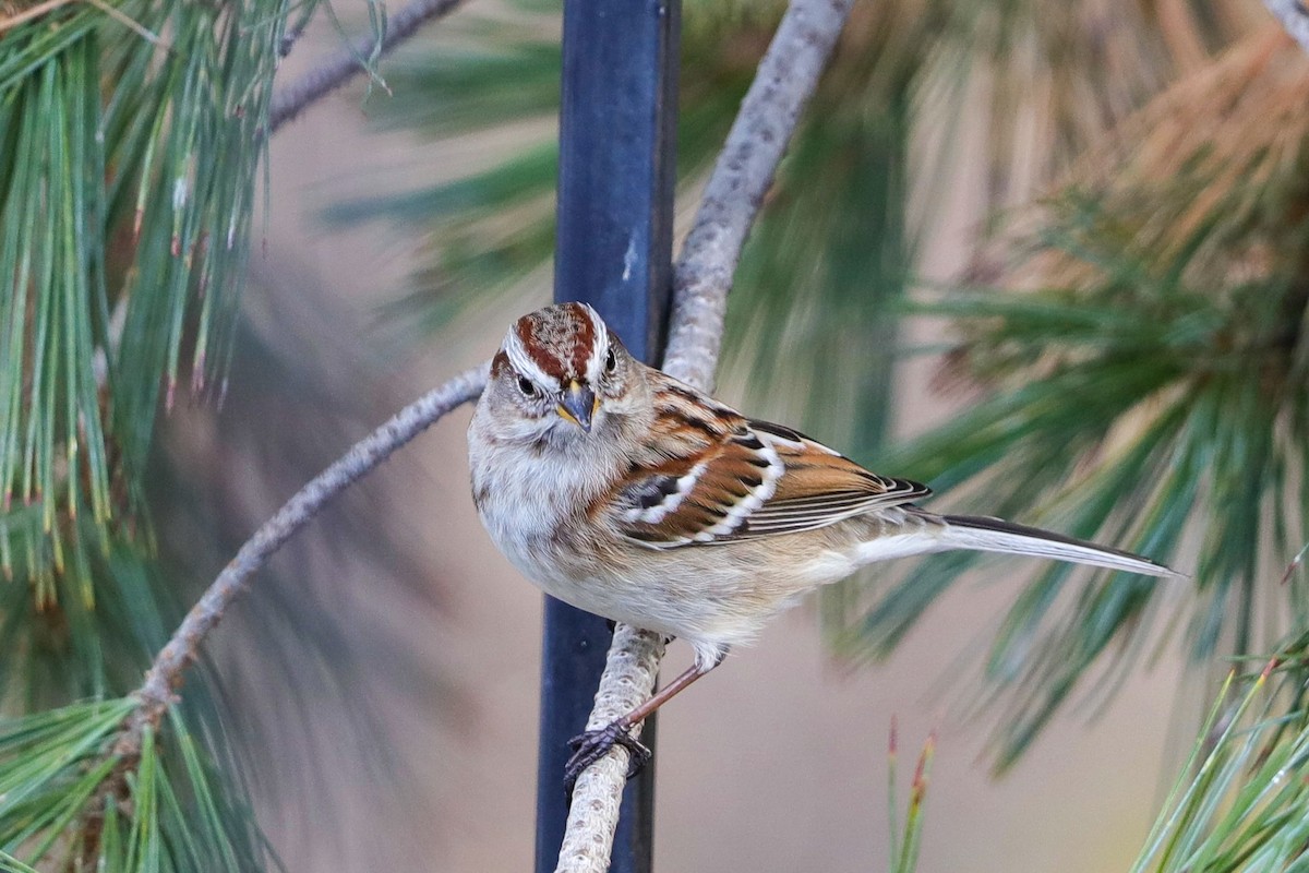 American Tree Sparrow - ML627672725