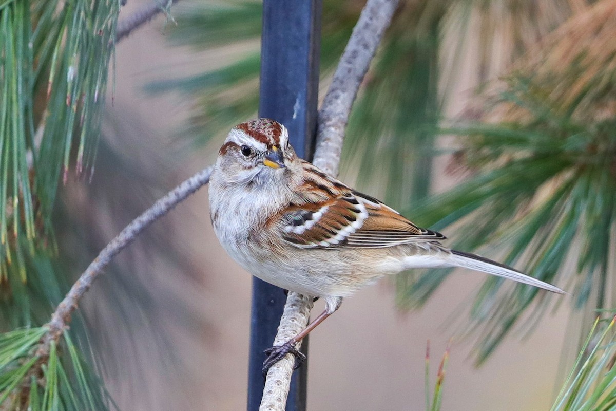 American Tree Sparrow - ML627672726