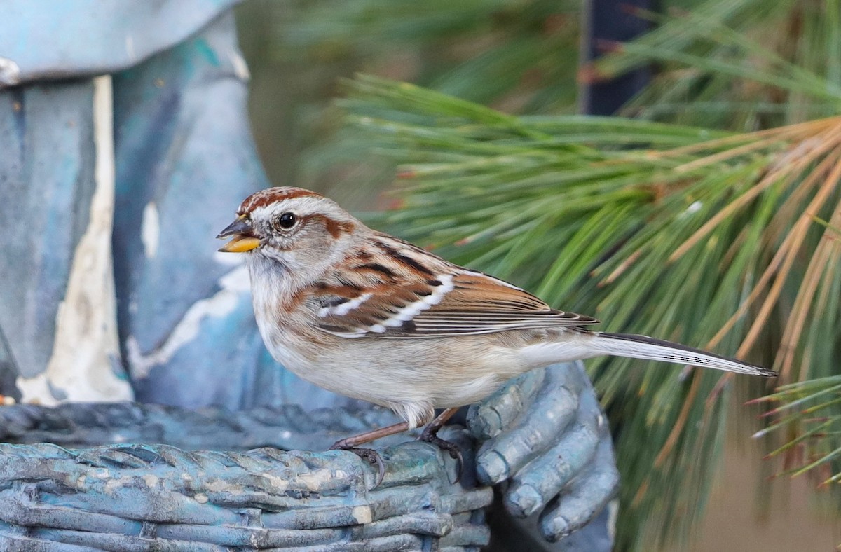 American Tree Sparrow - ML627672727