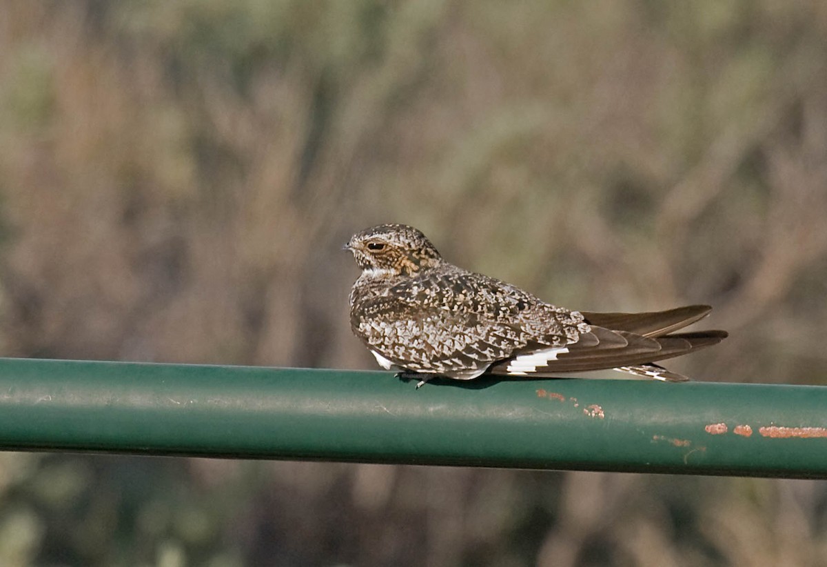 Common Nighthawk - ML627672728