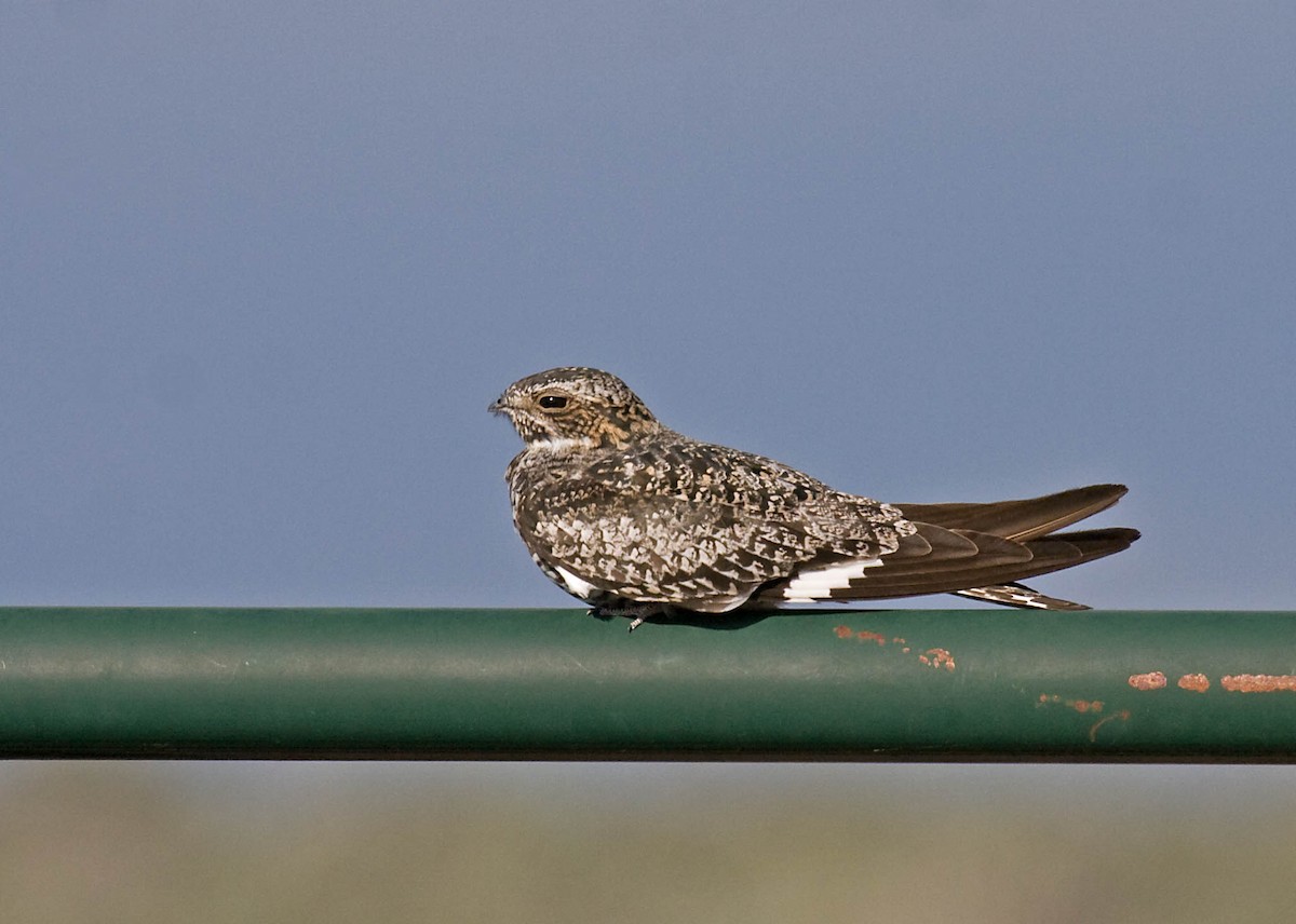 Common Nighthawk - ML627672729