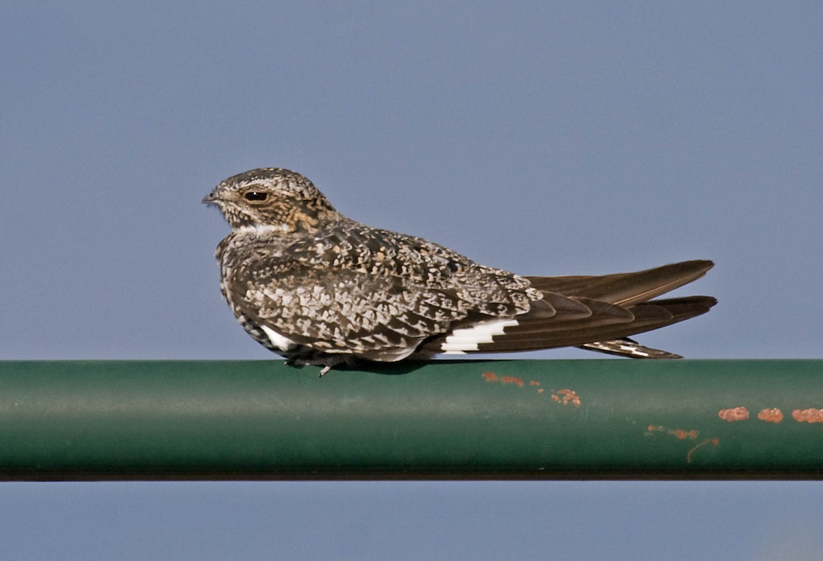 Common Nighthawk - ML627672730