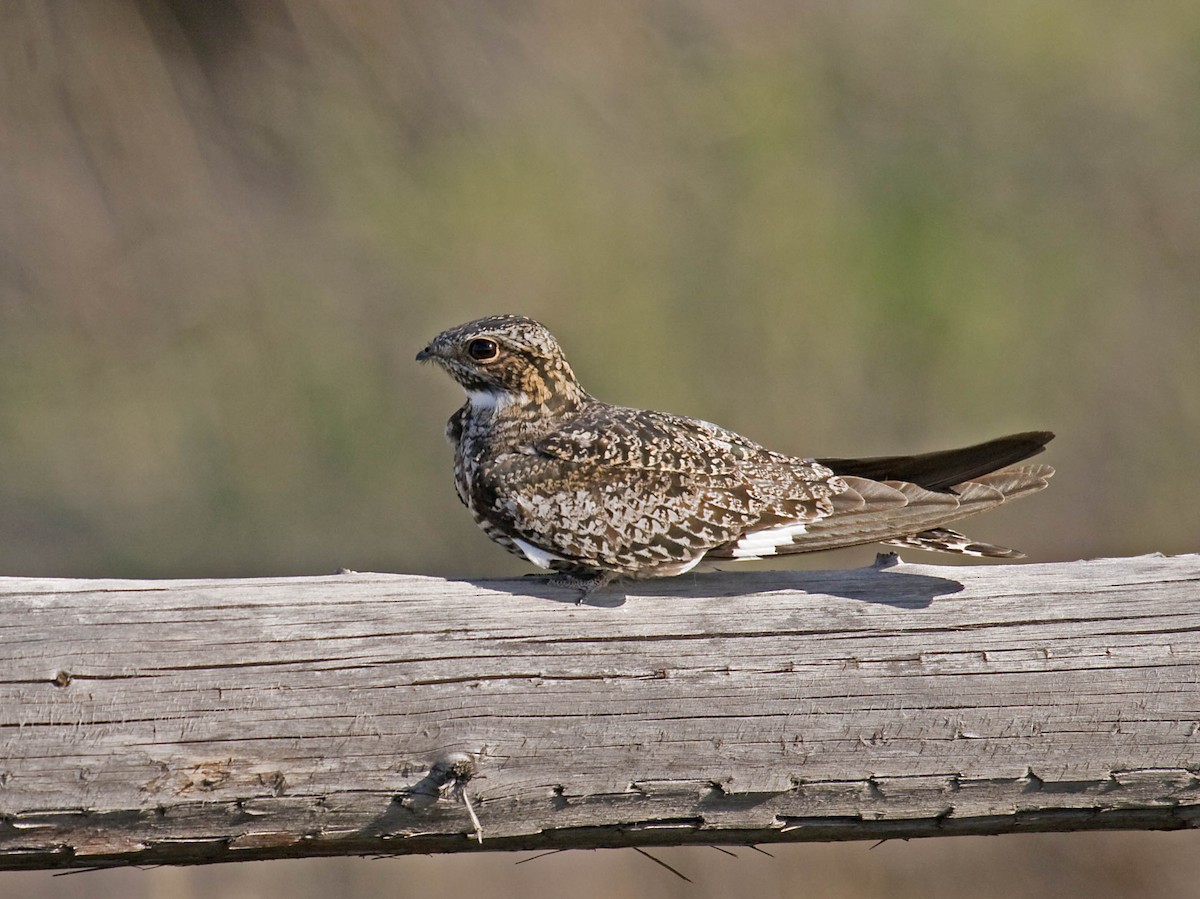 Common Nighthawk - ML627672731