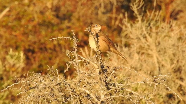 Scale-throated Earthcreeper - ML627672741