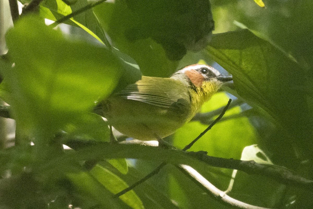 Chestnut-capped Warbler - ML627672849