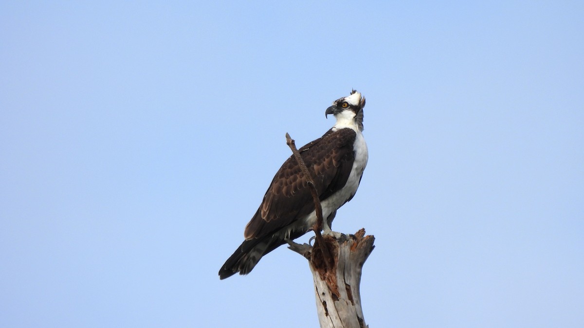 Osprey - ML627672871