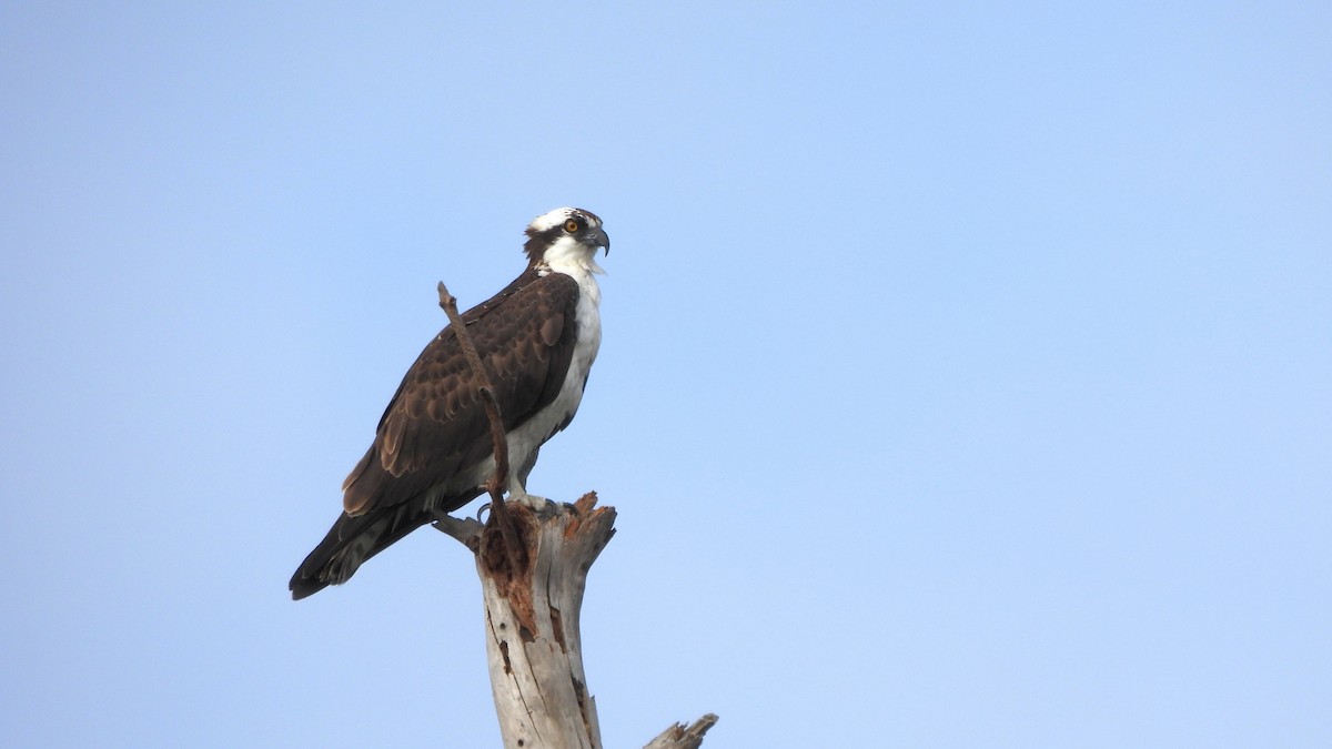 Osprey - ML627672872