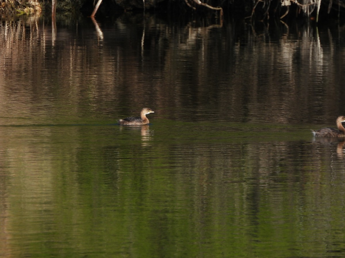 Pied-billed Grebe - ML627672903