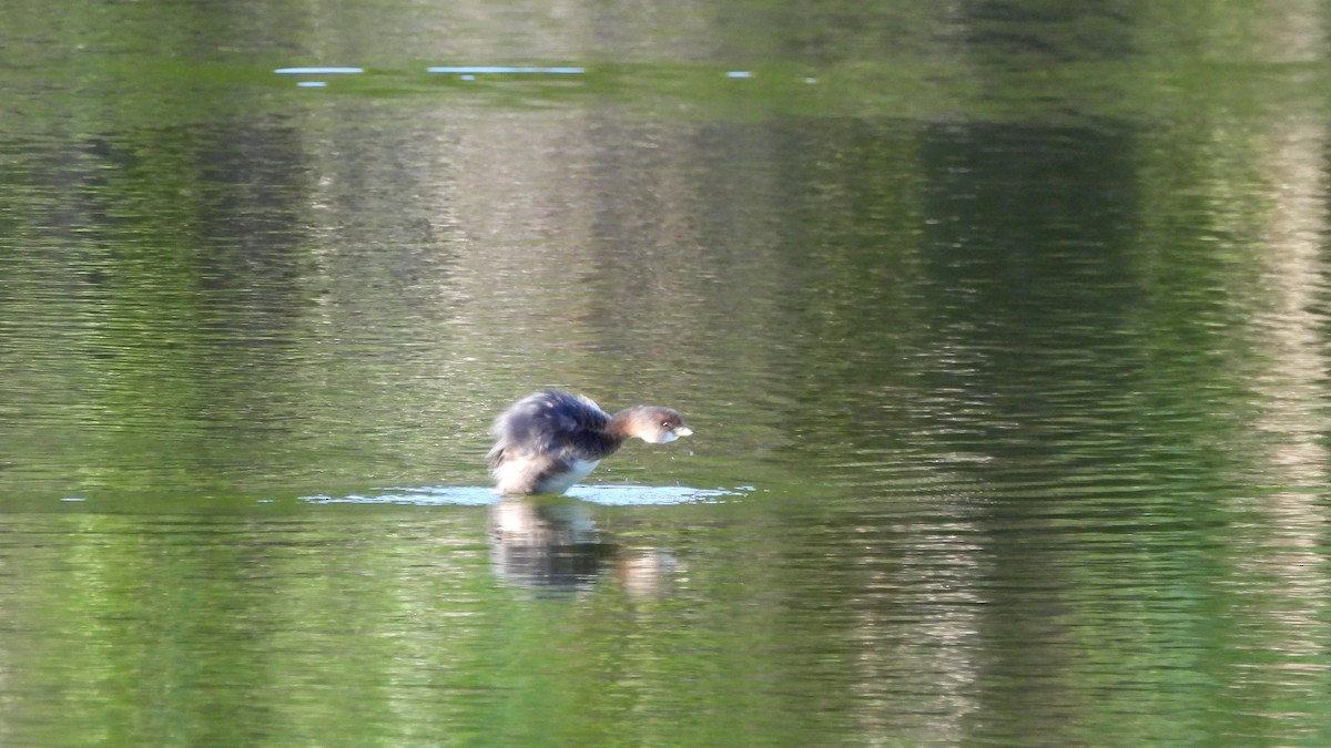 Pied-billed Grebe - ML627672904