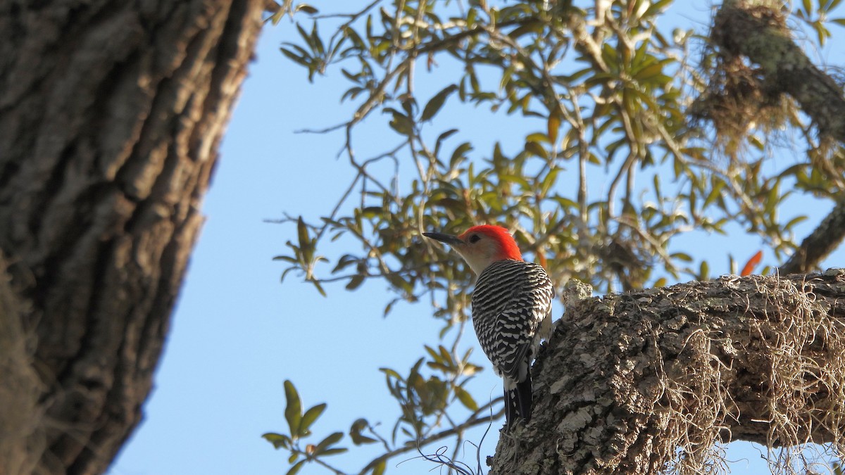 Red-bellied Woodpecker - ML627672917