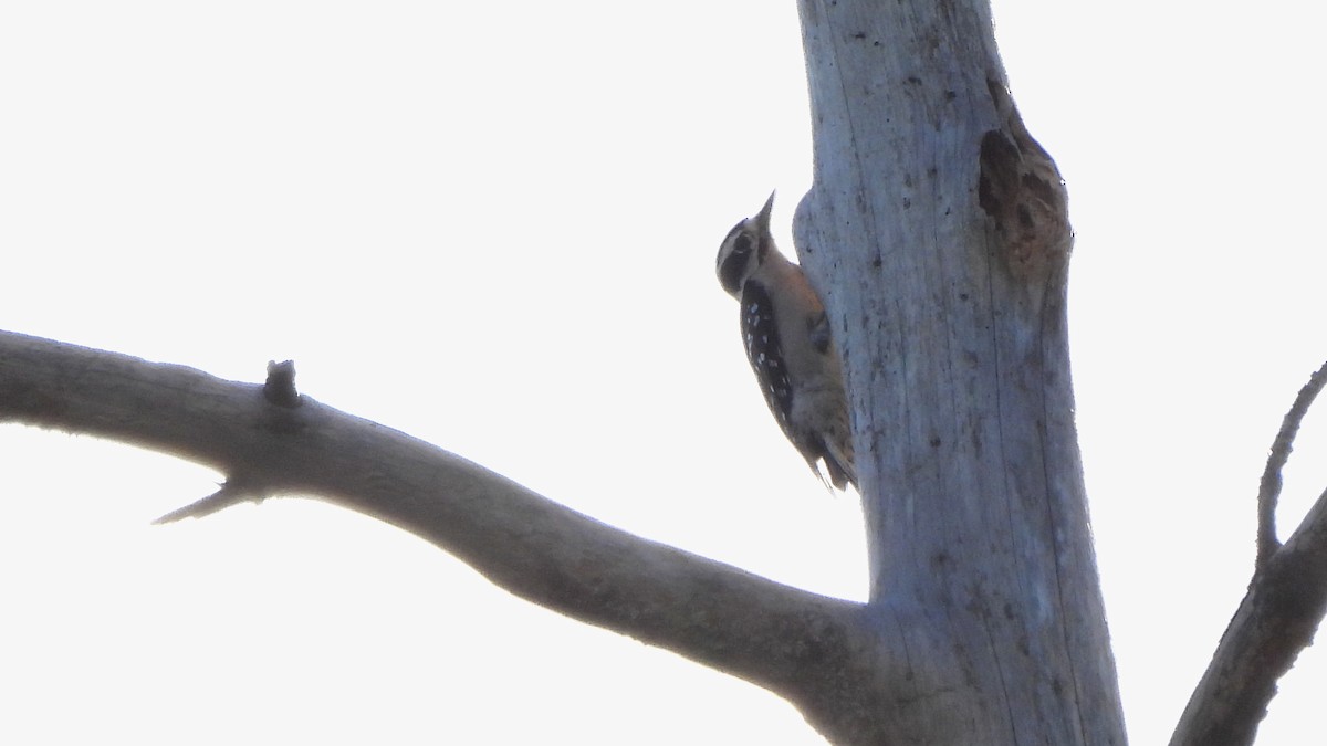 Downy Woodpecker - ML627672923