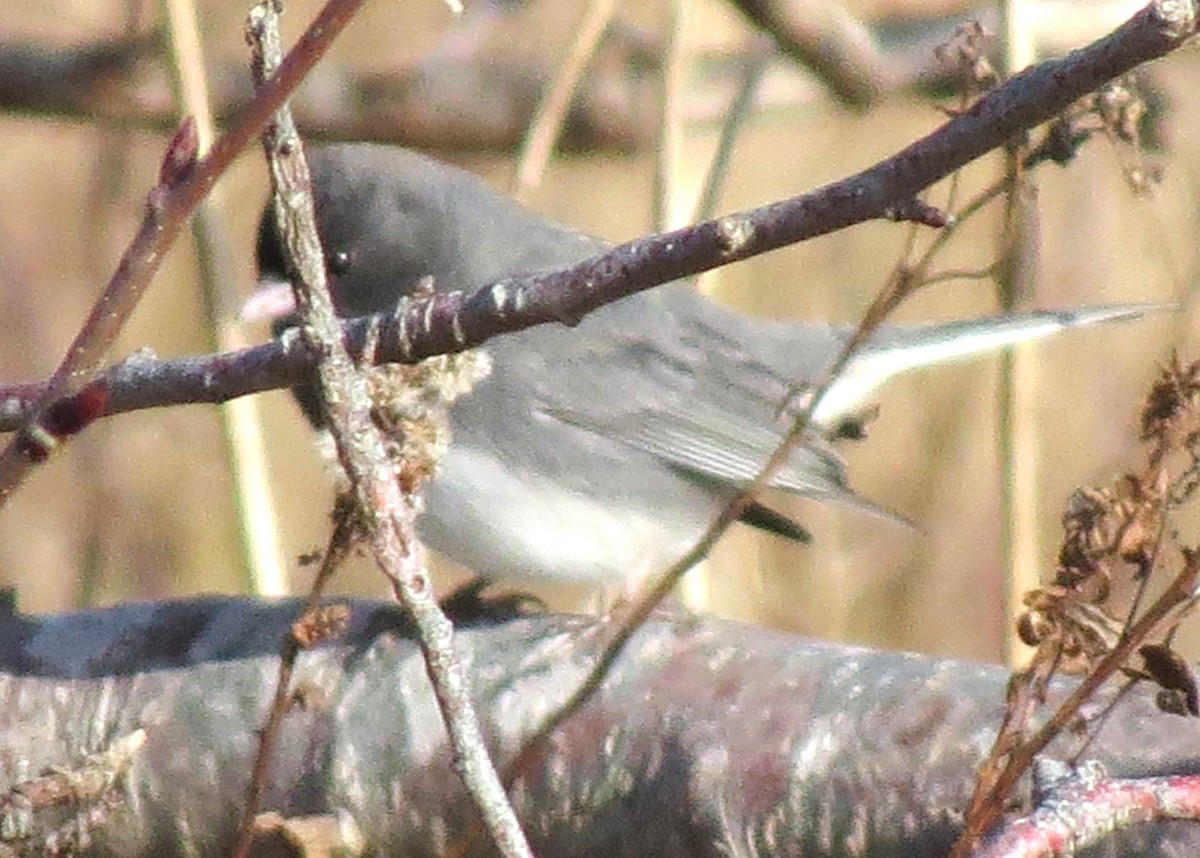 Dark-eyed Junco - ML627672927