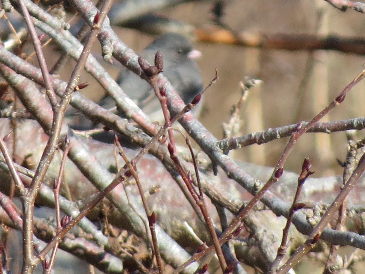 Dark-eyed Junco - ML627672928