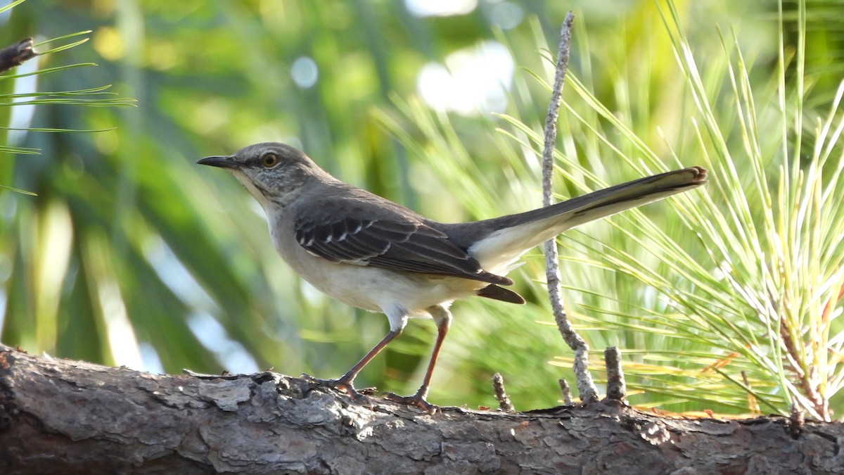 Northern Mockingbird - ML627672939
