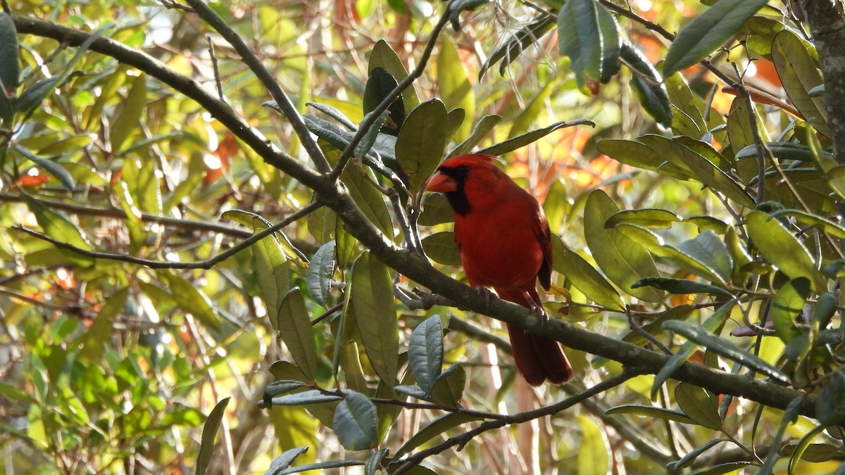 Northern Cardinal - ML627672954