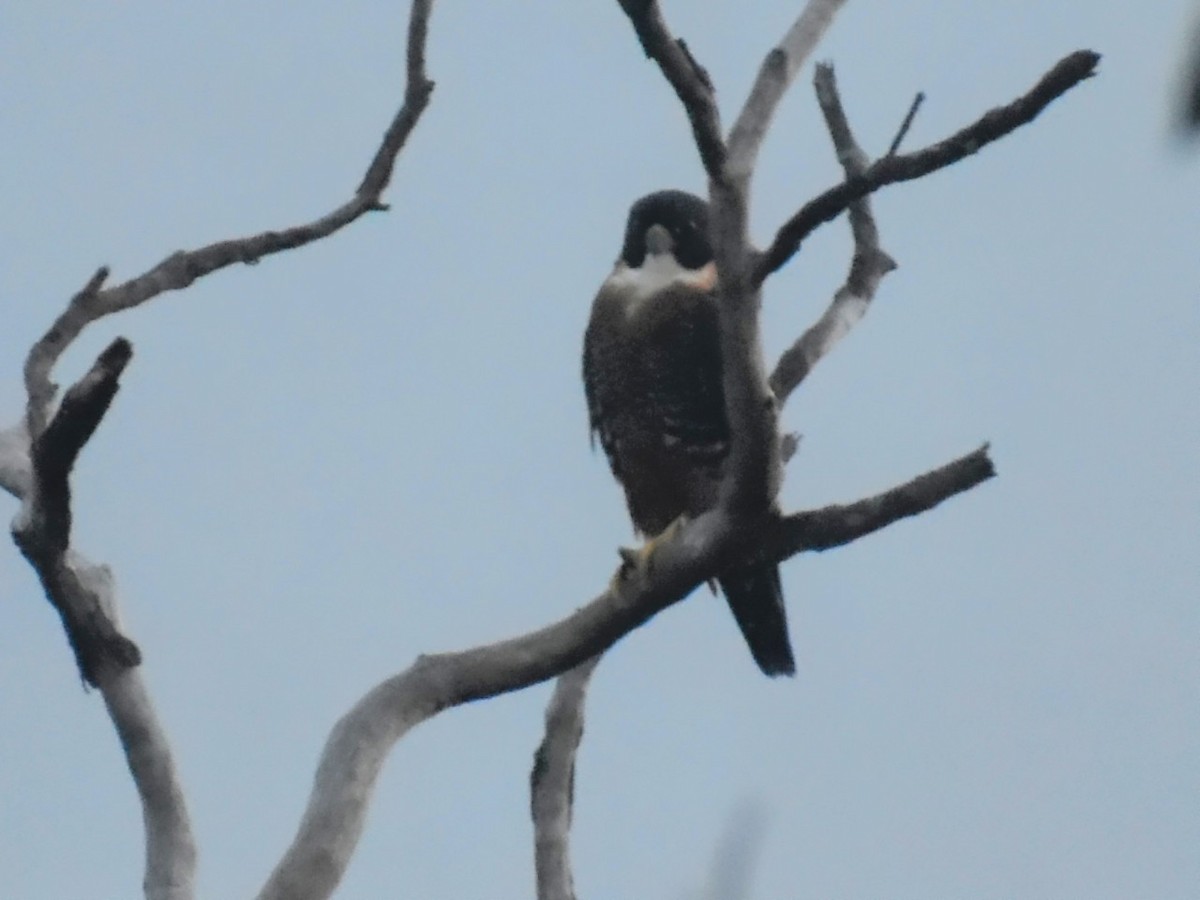 Orange-breasted Falcon - ML627672995