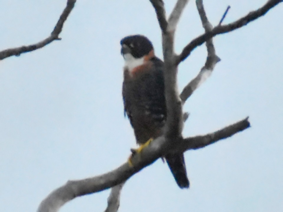 Orange-breasted Falcon - ML627672996