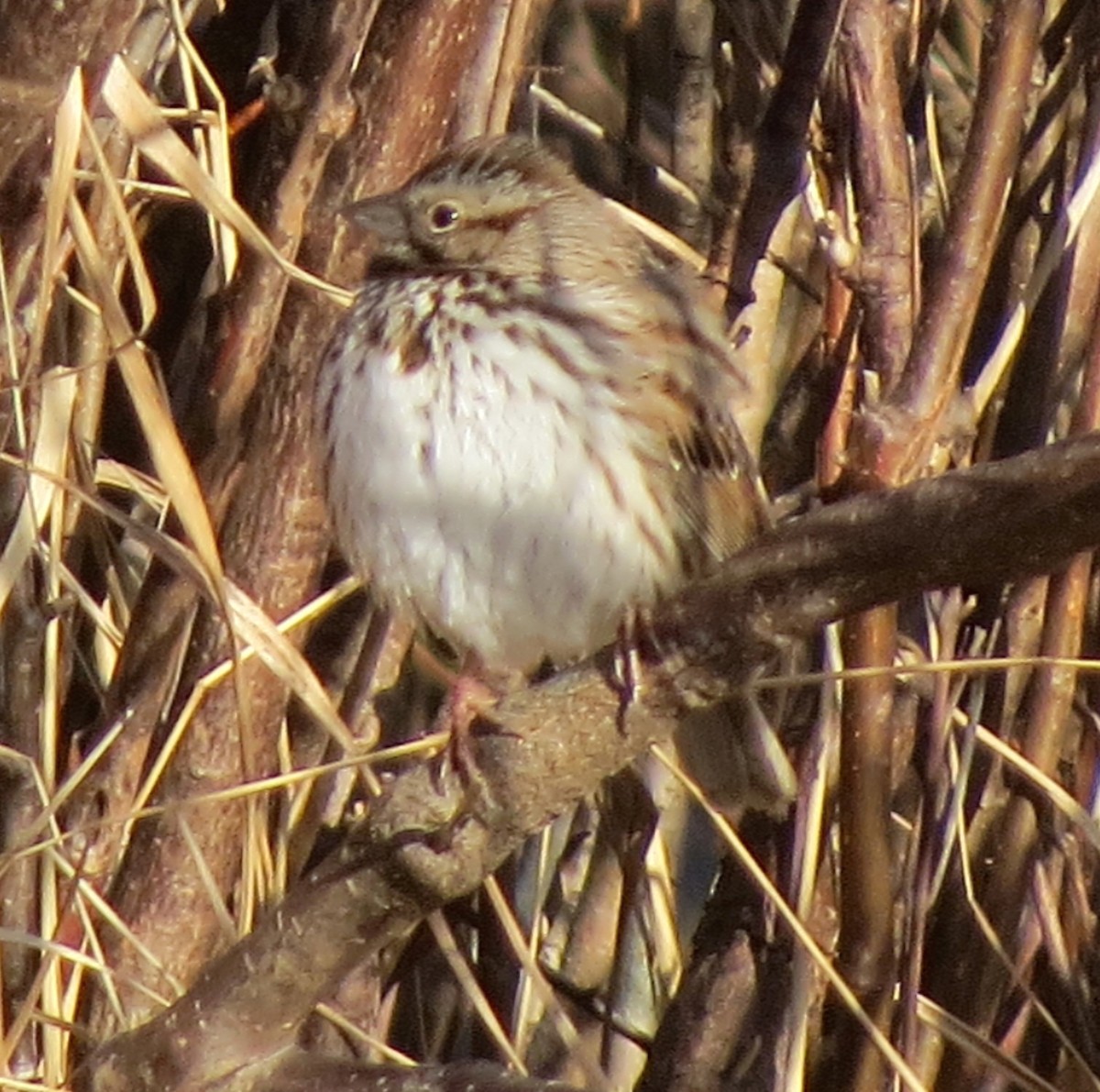 Song Sparrow - ML627673033