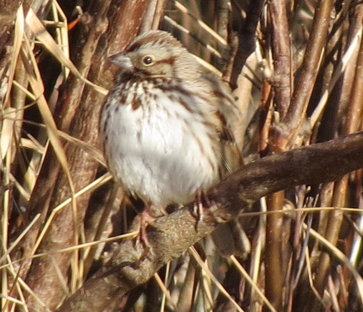 Song Sparrow - ML627673047