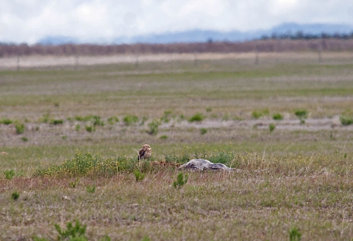 Burrowing Owl - ML627673055