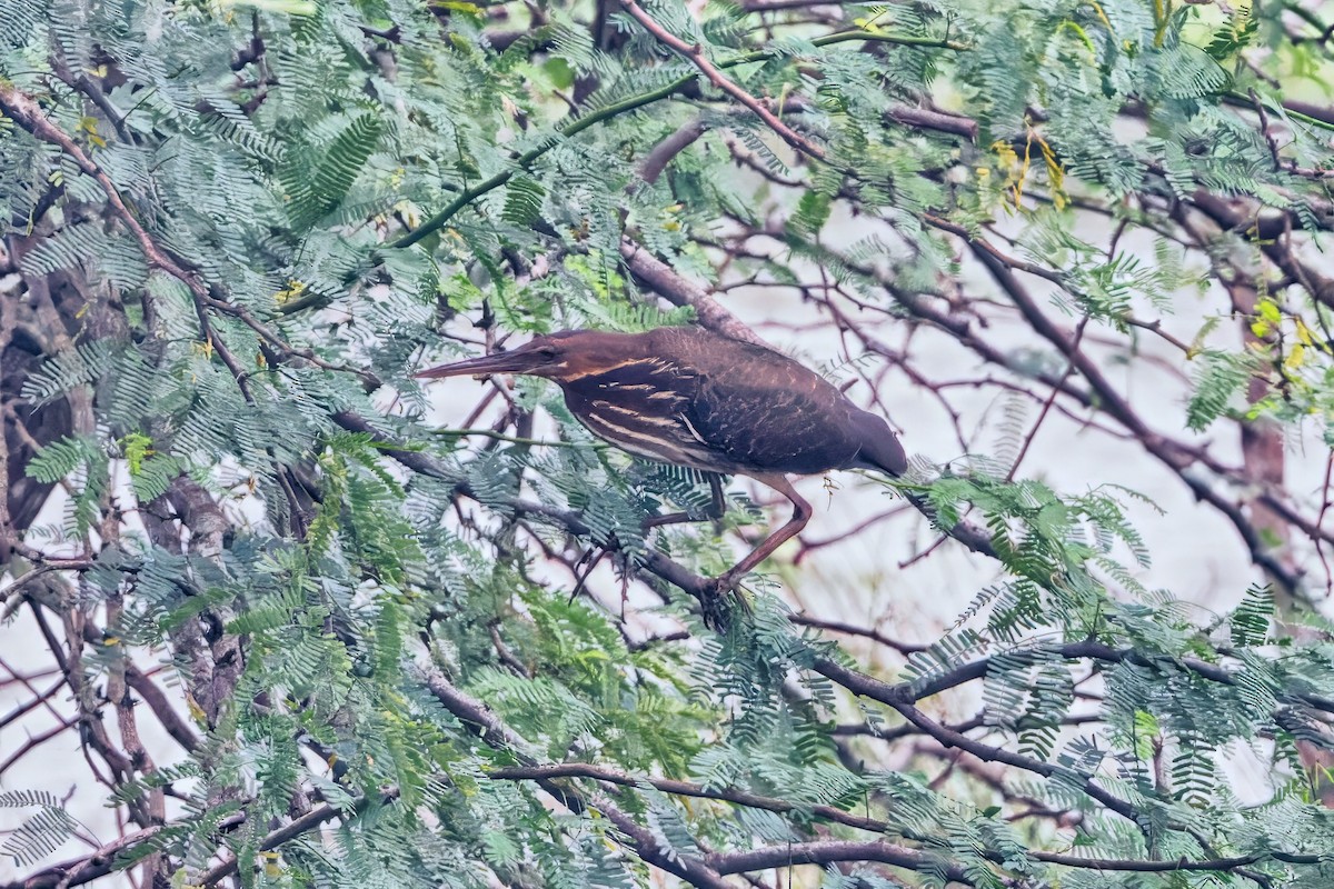 Black Bittern - ML627673078