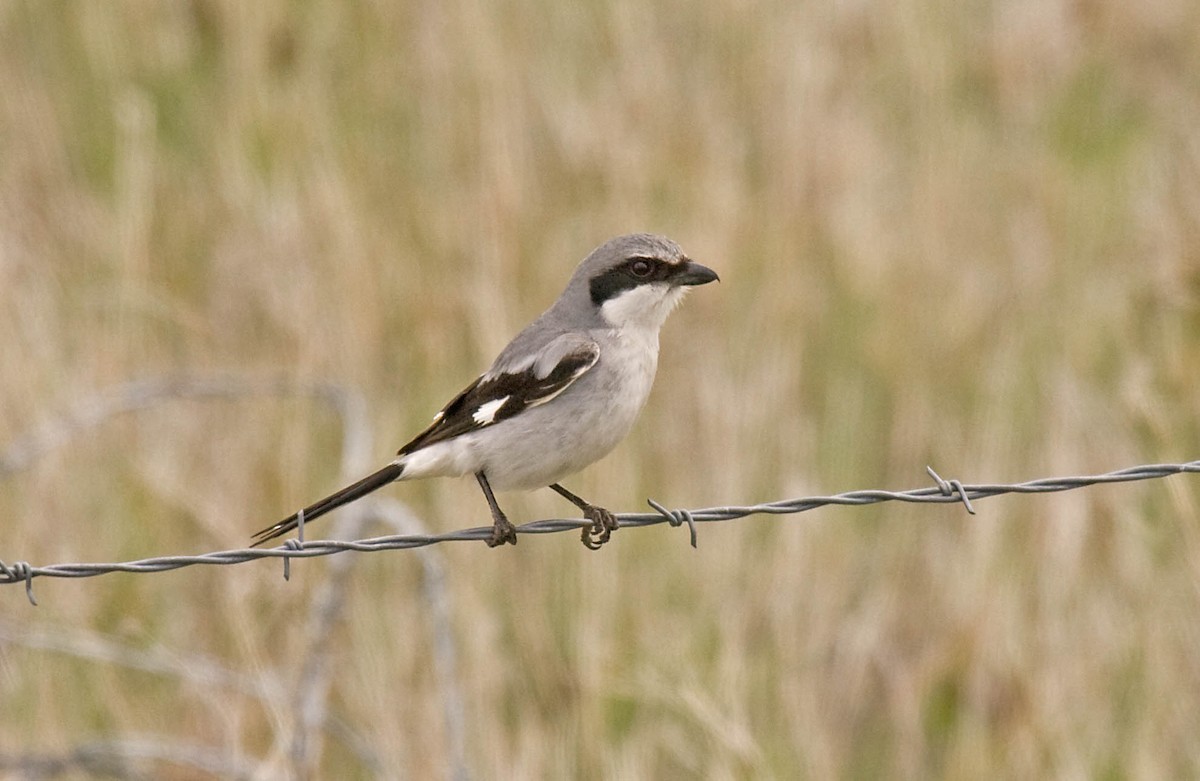 Loggerhead Shrike - ML627673079