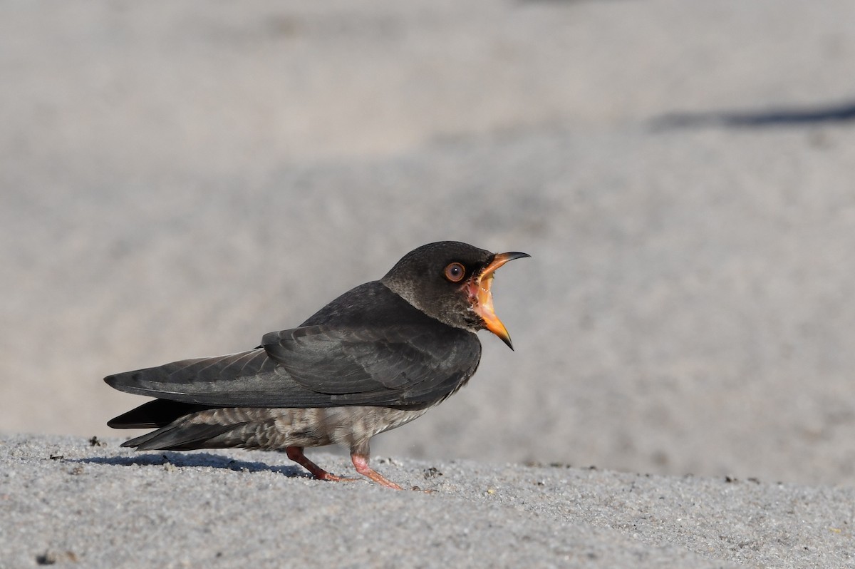 African River Martin - ML627673142