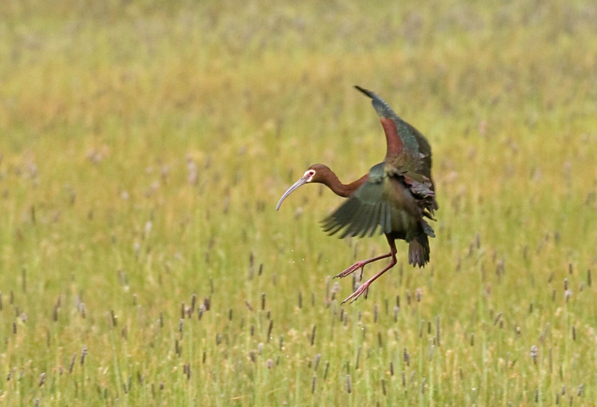 White-faced Ibis - ML627673192