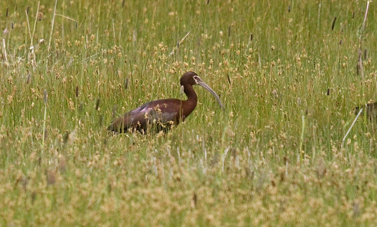 White-faced Ibis - ML627673193