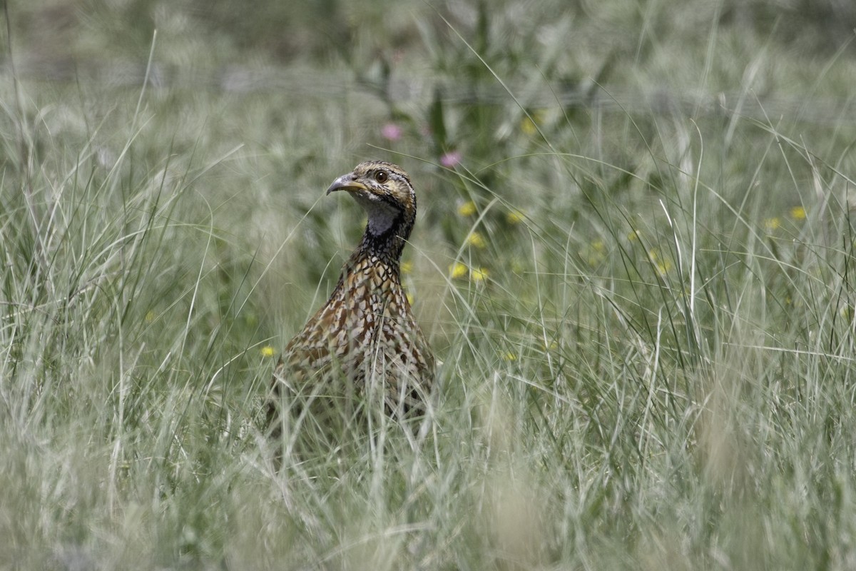 Orange River Francolin - ML627673267