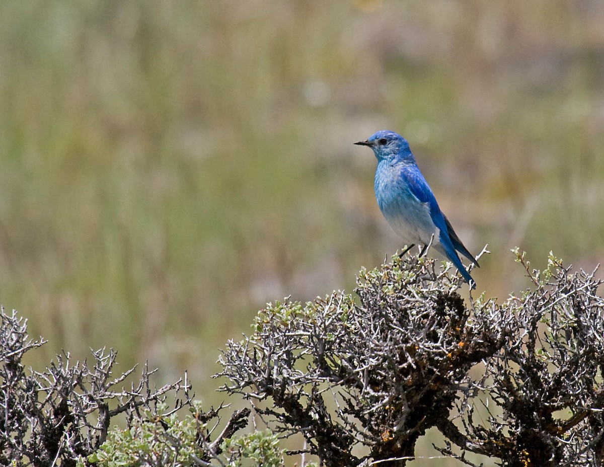 Mountain Bluebird - ML627673269