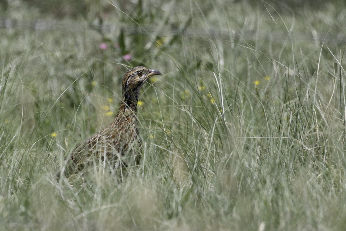 Orange River Francolin - ML627673277