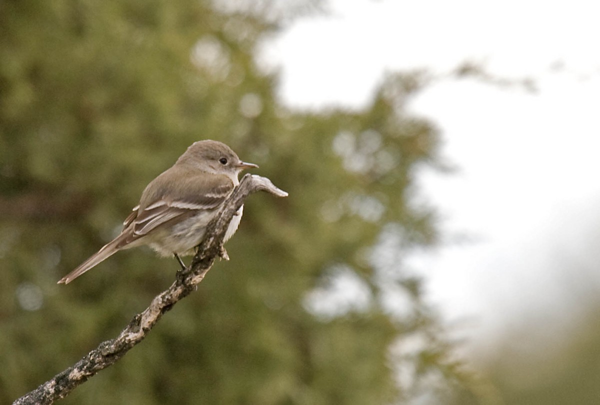 Gray Flycatcher - ML627673280