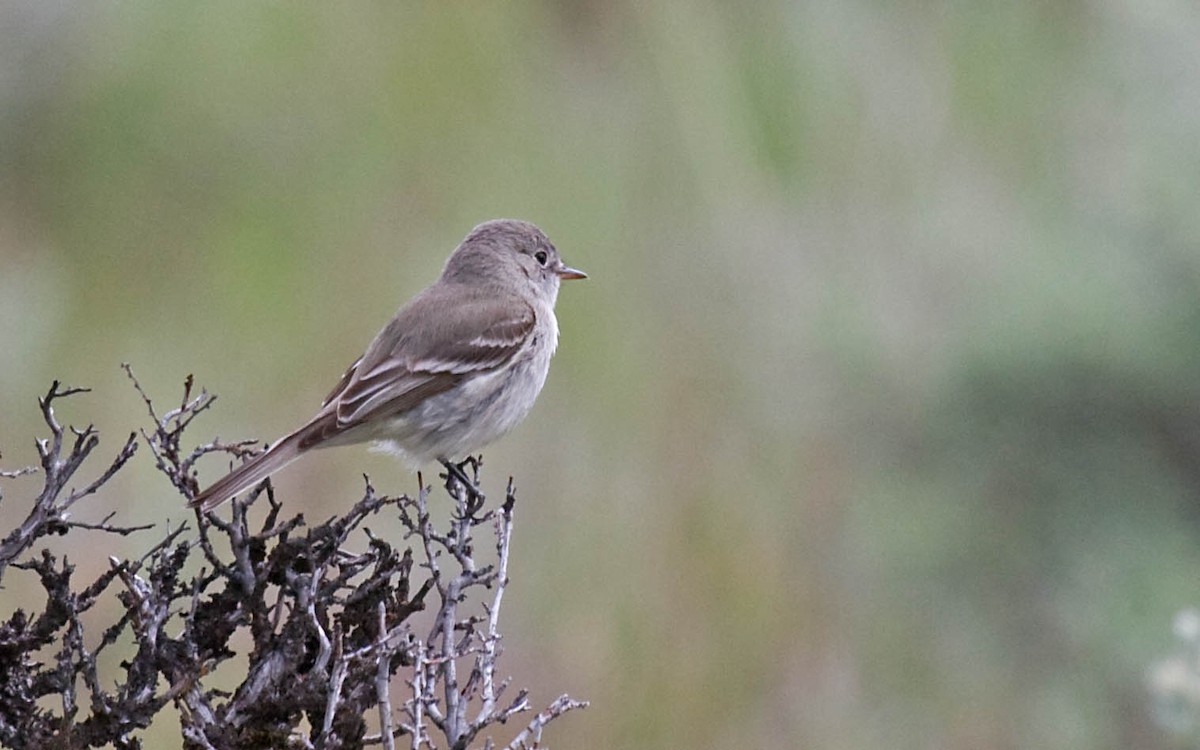 Gray Flycatcher - ML627673281