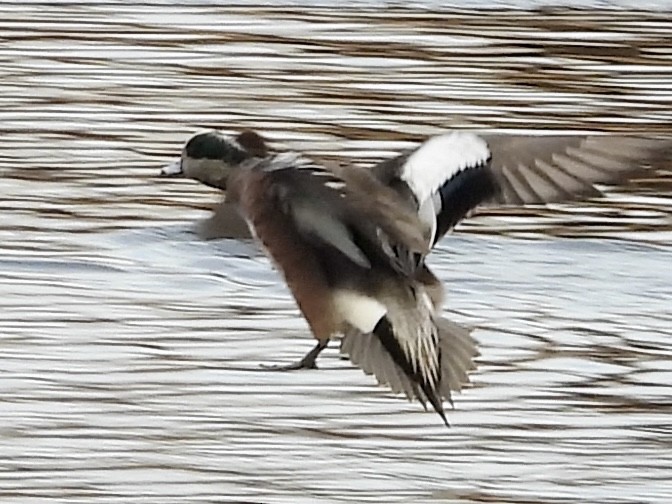 American Wigeon - ML627673291