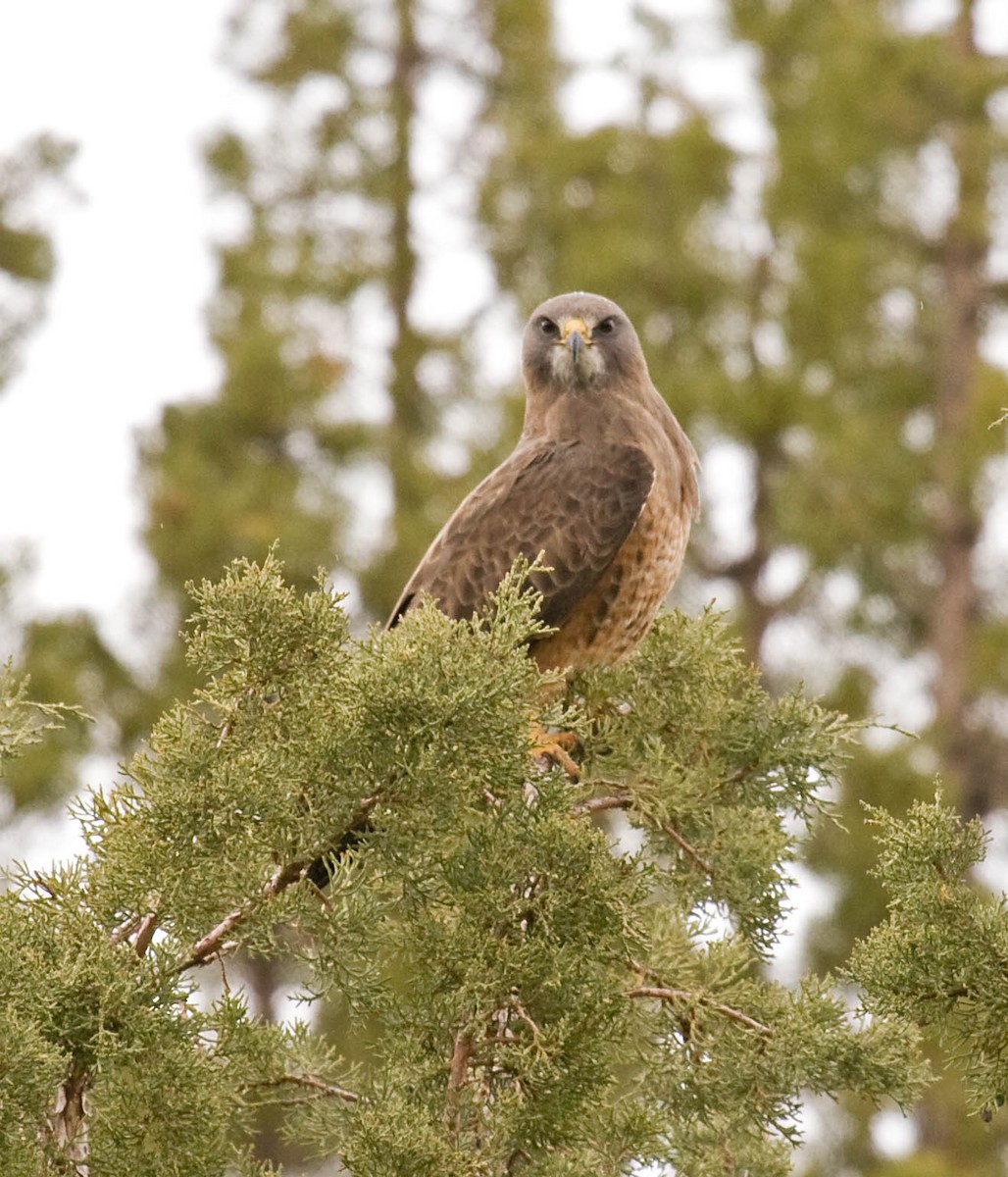 Swainson's Hawk - ML627673303