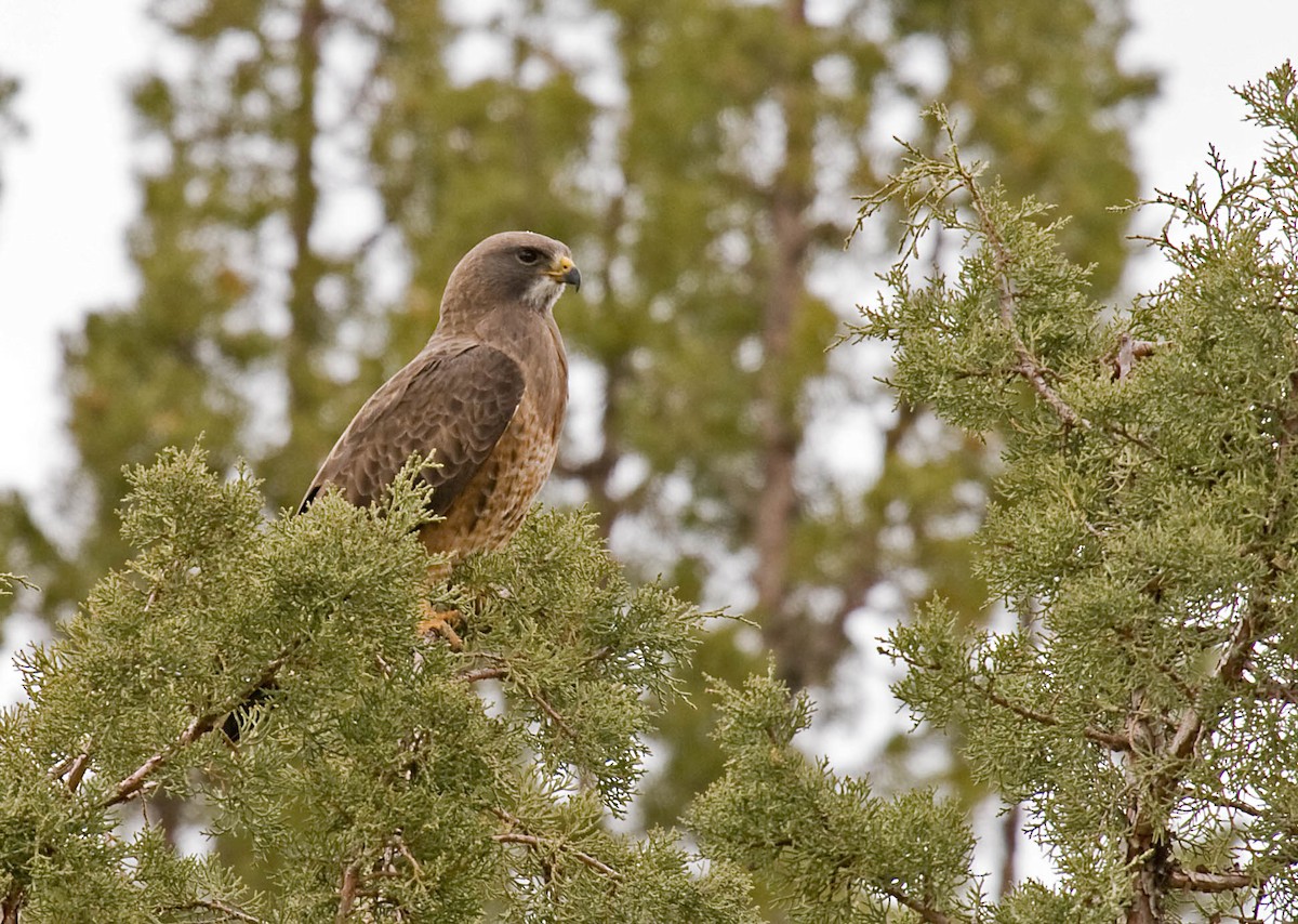 Swainson's Hawk - ML627673304