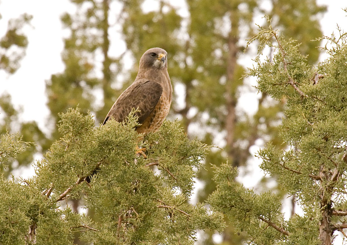 Swainson's Hawk - ML627673305