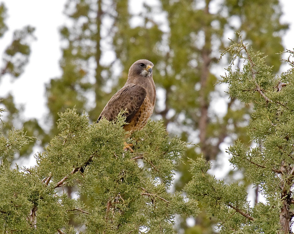 Swainson's Hawk - ML627673306