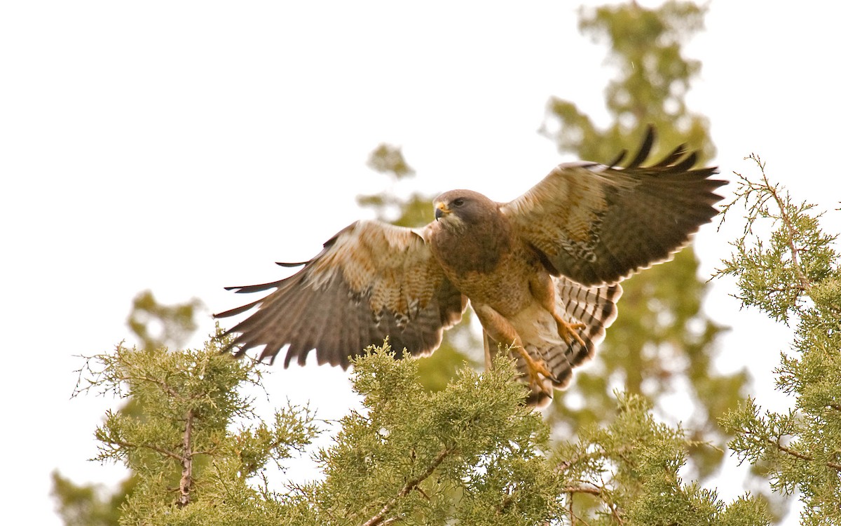 Swainson's Hawk - ML627673307