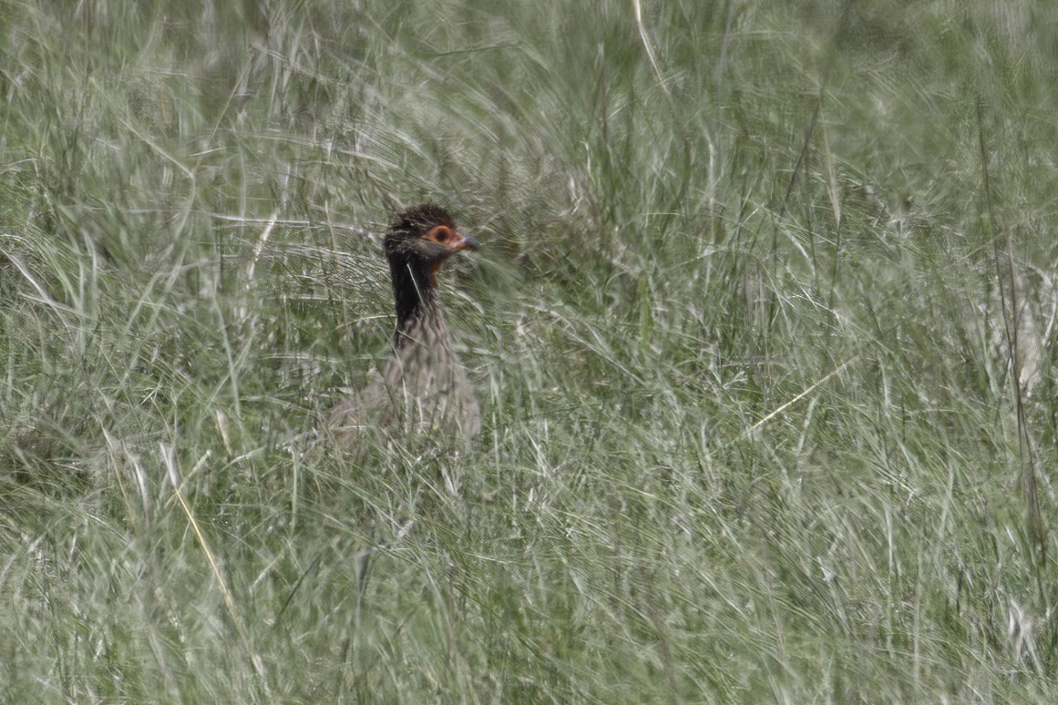 Swainson's Spurfowl - ML627673308