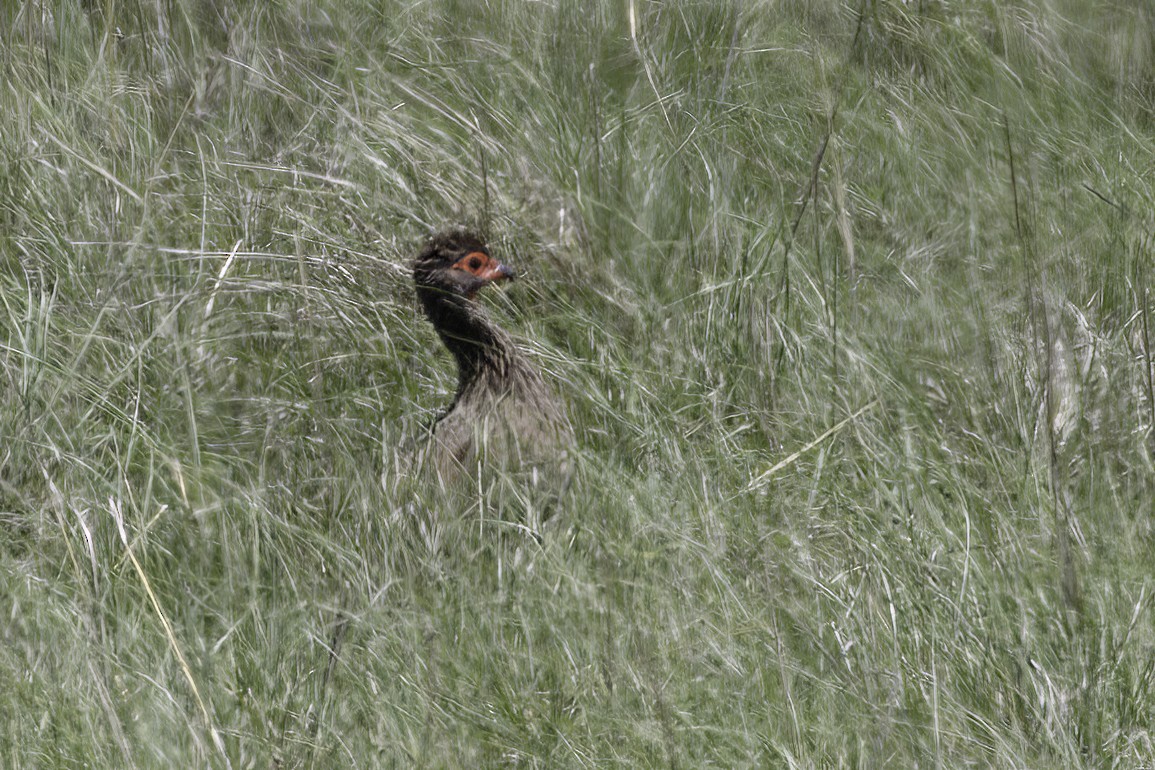 Swainson's Spurfowl - ML627673311