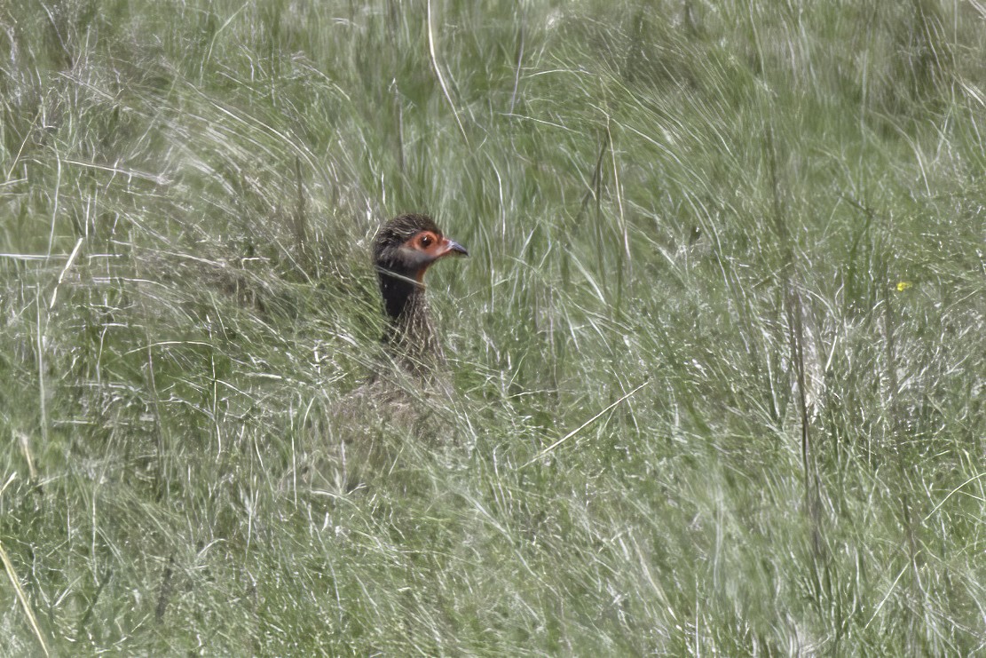 Swainson's Spurfowl - ML627673313