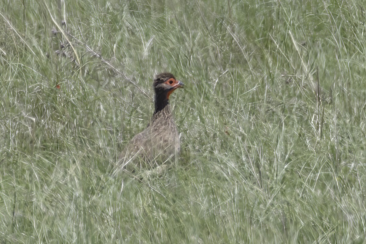 Swainson's Spurfowl - ML627673315